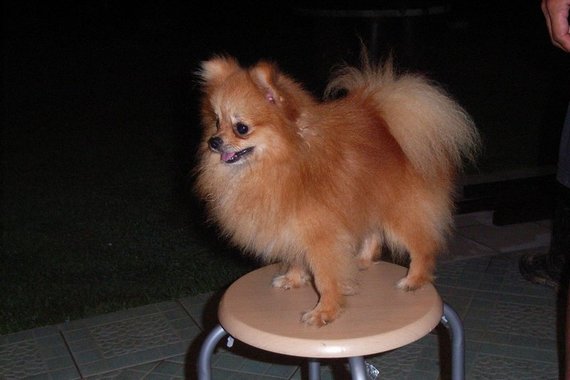 POMERANIAN