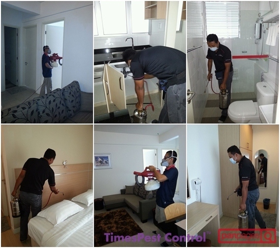Indoor Termites Control