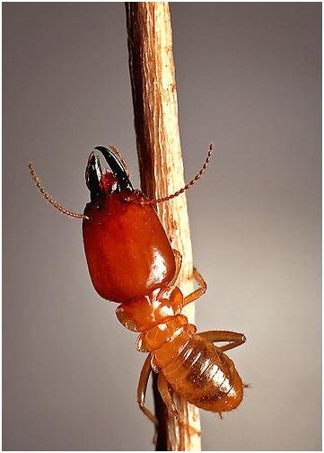 Termite