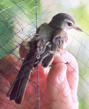 bird1