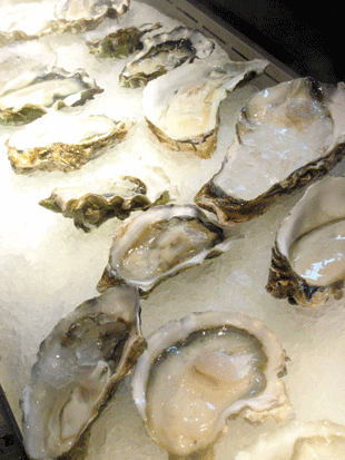 Oysters