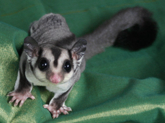 SUGER GLIDER