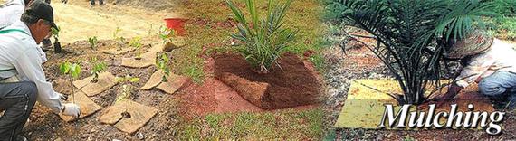 Palm Fibre Mat2