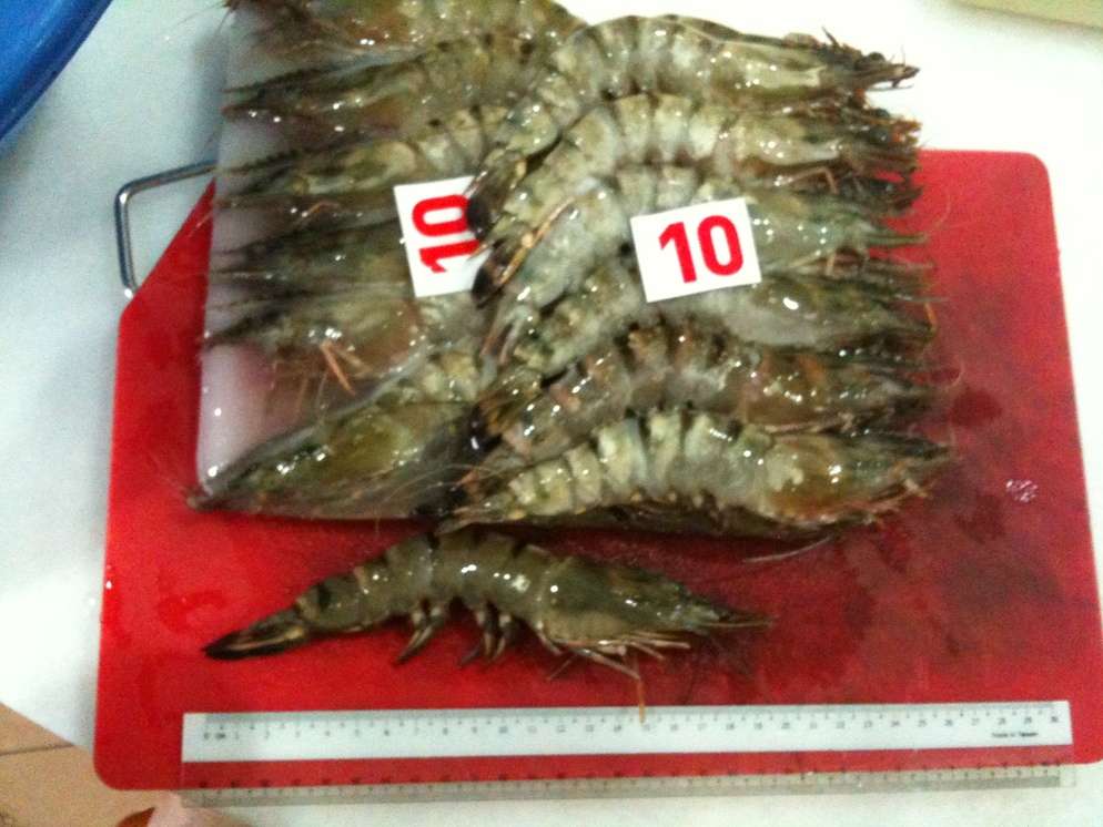 Tiger Prawn