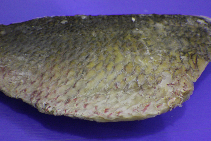 John Snapper Fillet (with skin, without bone)