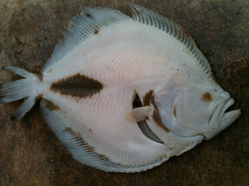 Stone Flounder