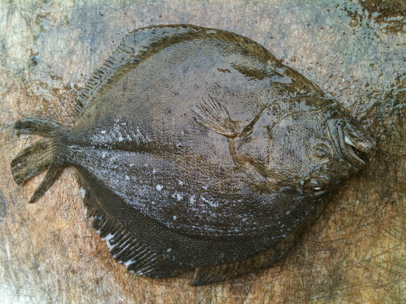 Stone Flounder