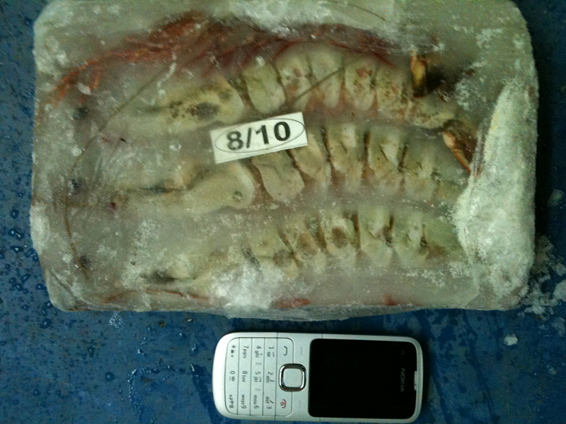 Tiger Prawn