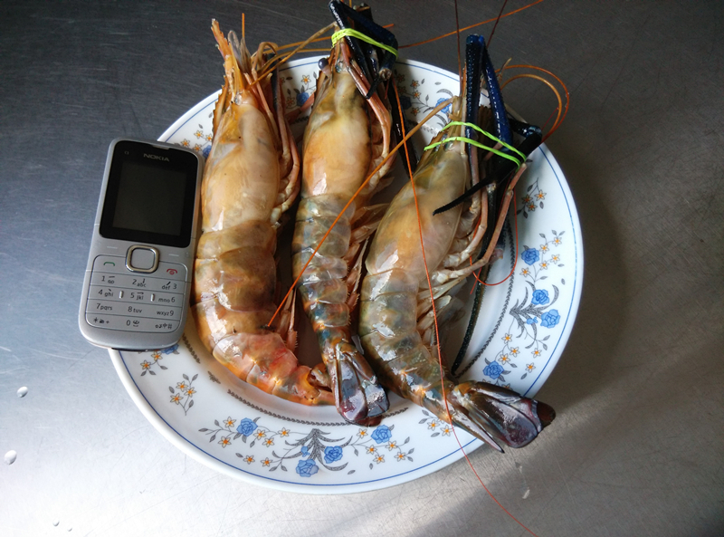 Udang Galah