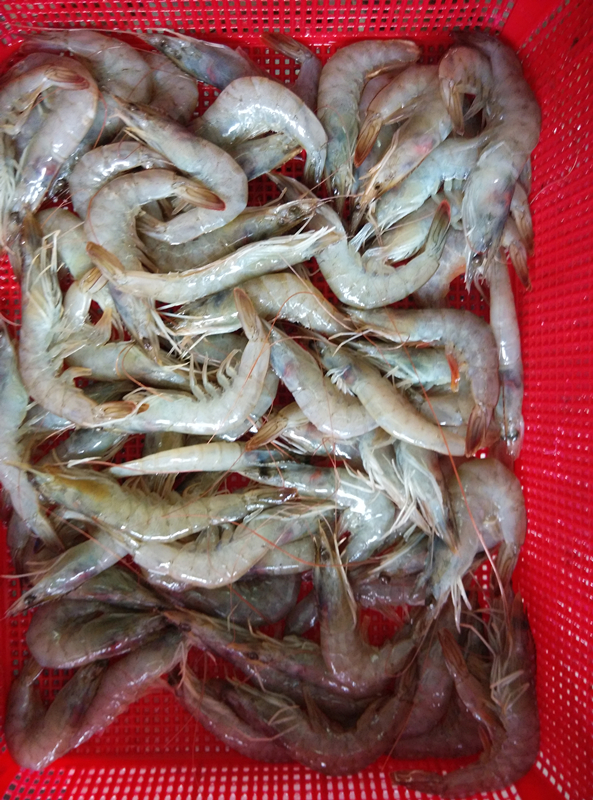 White Prawn