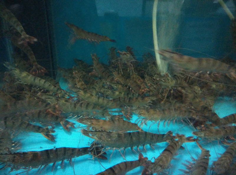 Cultured Tiger Prawn