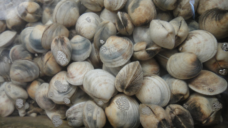 Sa Pai Clam