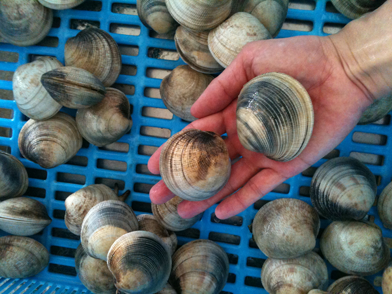 Sa Pai Clam