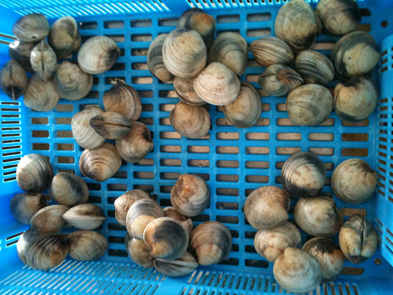 Sa Pai Clam