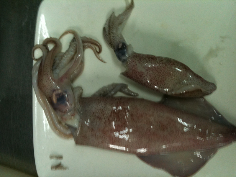 Squid