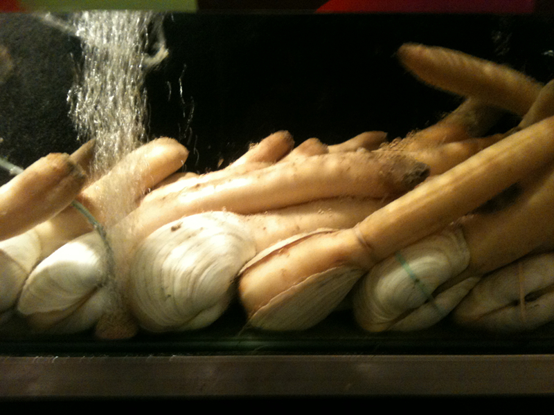 Geoduck Clam