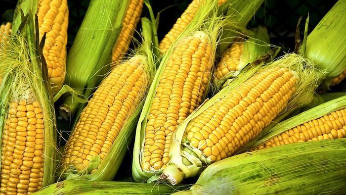 Yellow & White Corn Maize