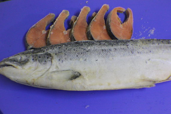 Salmon