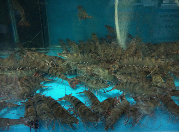 Cultured Tiger Prawn