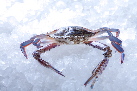 Flower Crab