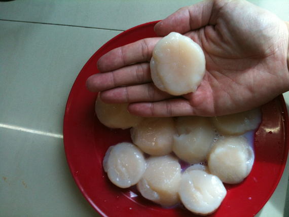 Scallop