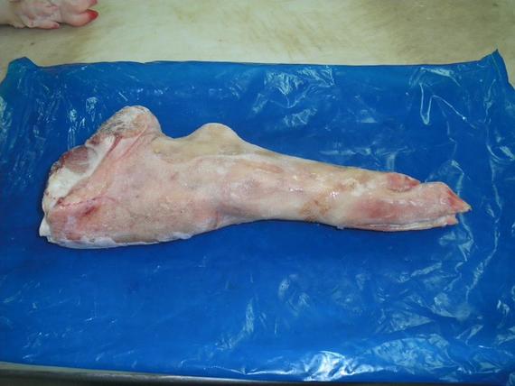 Hind Leg