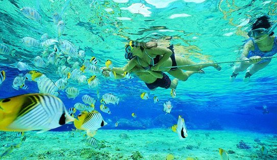 fishes