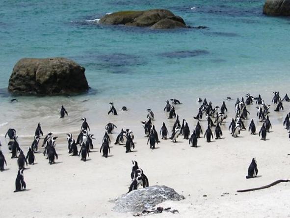 (8XCJ) 8D6N SOUTH AFRICA