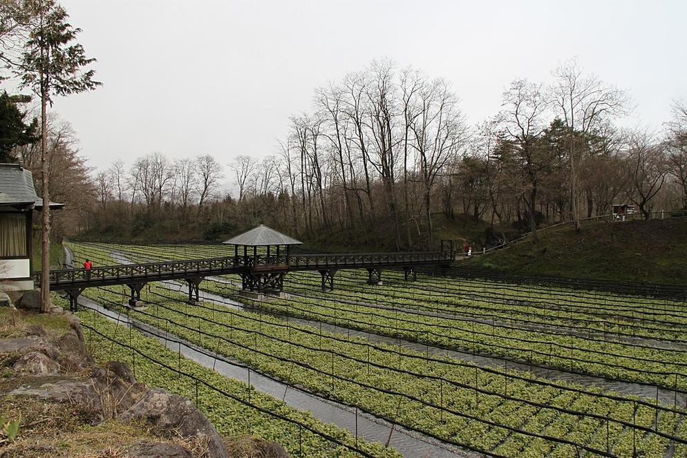 [JDR-3/4/5] 7D5N OSAKA / TAKAYAMA / SHIRAKAWA-GO / MT. FUJI / TOKYO