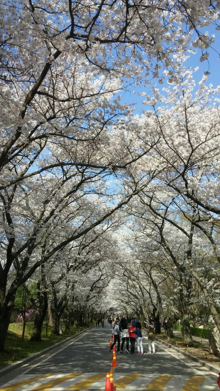 [DZP-2] 6D4N SEOUL / NAMI ISLAND / MOUNT SORAK