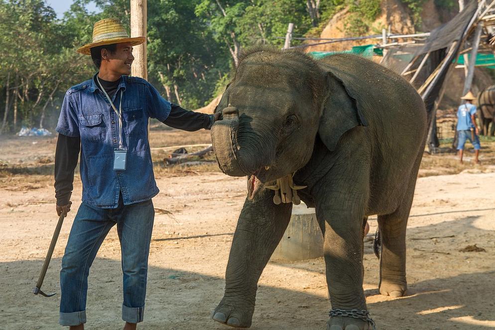 [TCL] 5D4N CHIANGMAI / CHIANGRAI (ELEPHANT SAFARI)