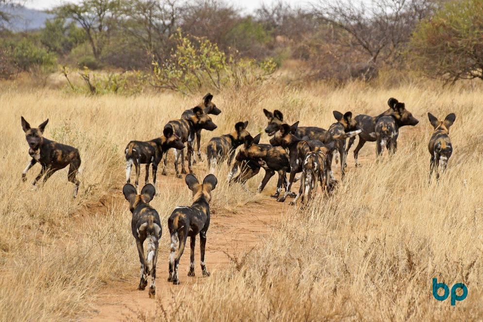 [10D7N] KENYA KINGDOM SAFARI