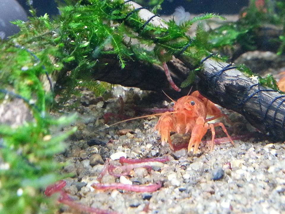 กุ้ง Crayfish