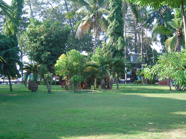 garden