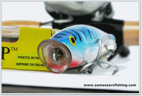 fish