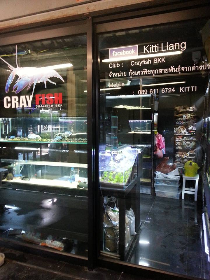 Cray Fish B59 จำหน่ายกุ้งเครย์ฟิช ทั้งปลีก และส่ง