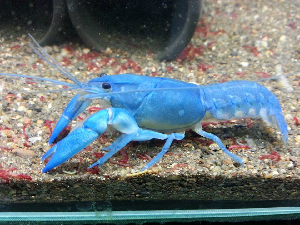 Crayfish