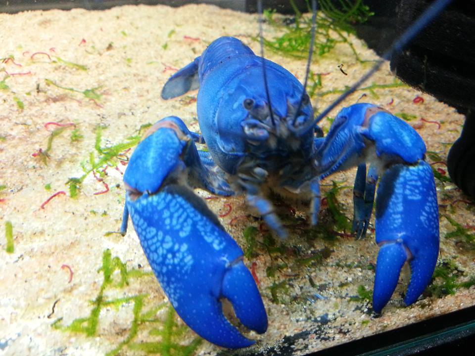 กุ้ง Crayfish