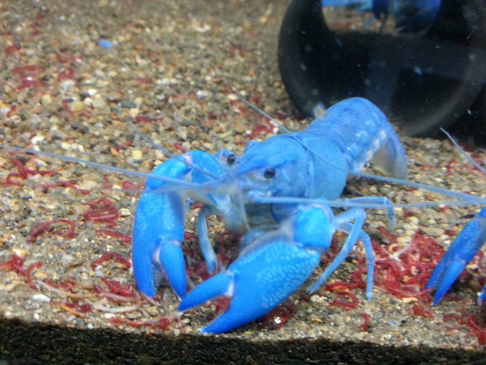 กุ้ง Crayfish