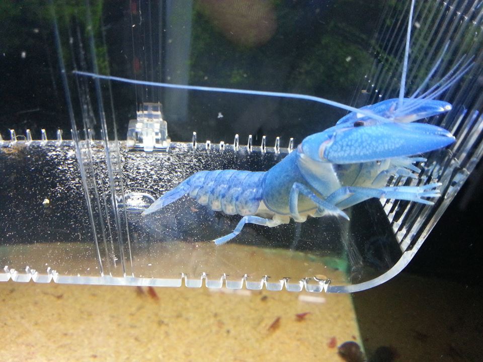 Cray Fish