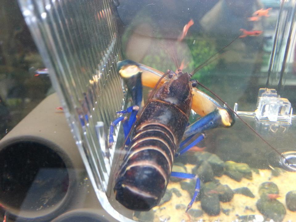 Cray Fish