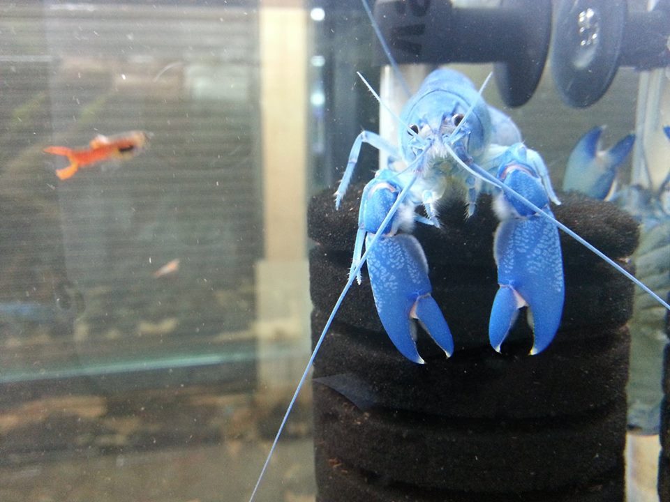 กุ้ง CRAY FISH