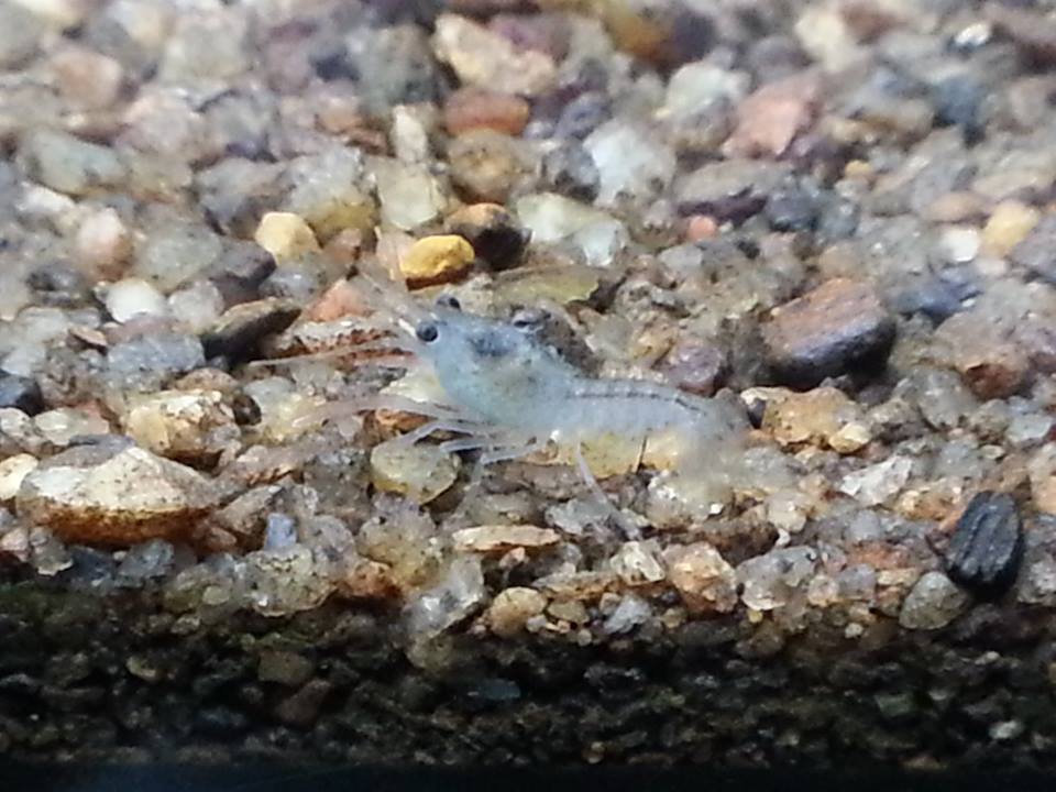 กุ้ง CRAY FISH