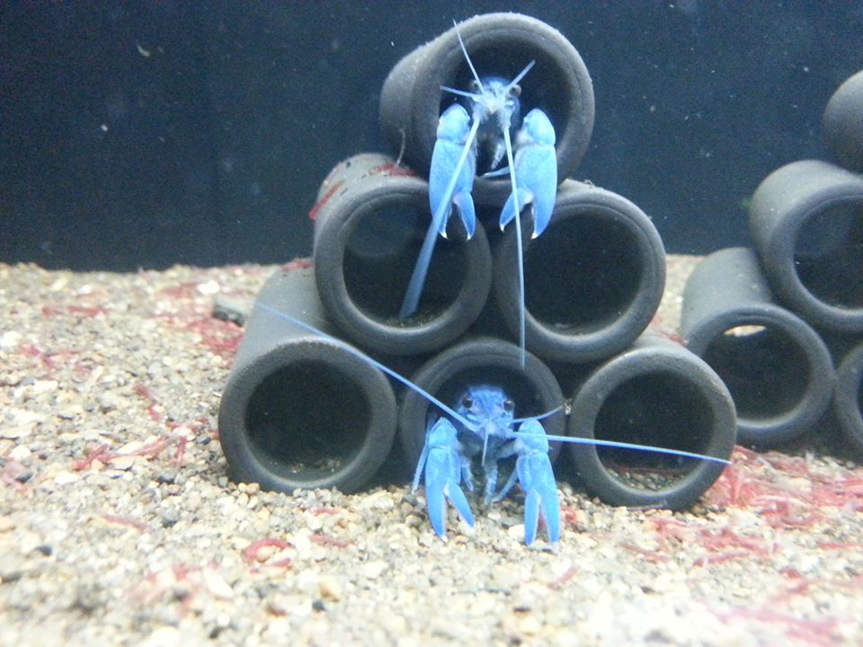 กุ้ง CRAY FISH