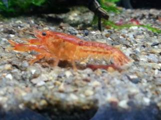 กุ้งเครย์ฟิช