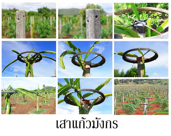 เสาแก้วมังกร