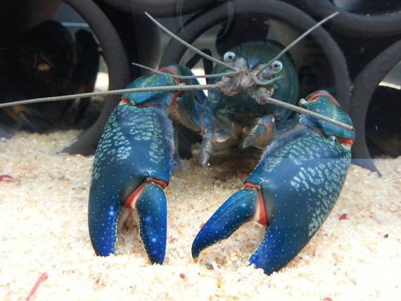 กุ้งเครย์ฟิช