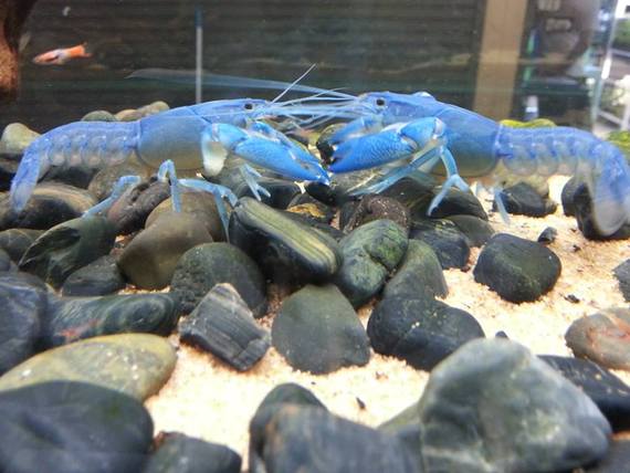 กุ้งเครย์ฟิช