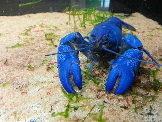 Crayfish