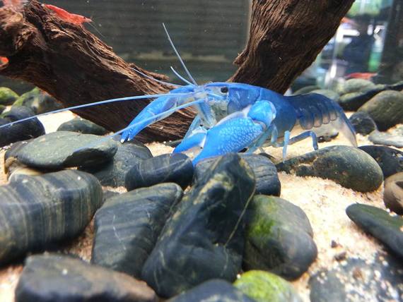 Cray Fish